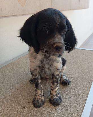 Cuccioli di Èpagneul Breton