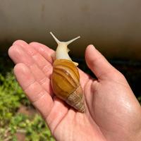 Chiocciola gigante africana albina
