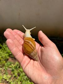 Chiocciola gigante africana albina