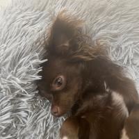 Chihuahua a pelo medio lungo per monte