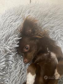 Chihuahua a pelo medio lungo per monte