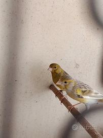 Canarini spagnoli coppia