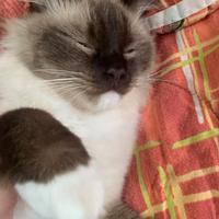 Fantastici Ragdoll per accoppiamento