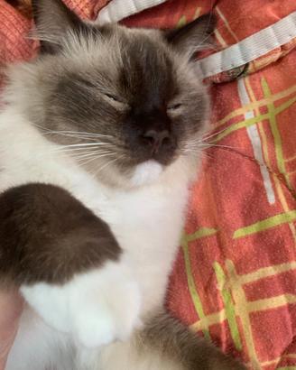 Fantastici Ragdoll per accoppiamento