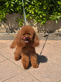 Barboncino Toy Red Brown