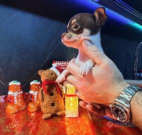 Chihuahua Mini Toy (taglia veramente minuscola)