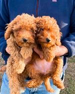 Barboncino nano red cuccioli