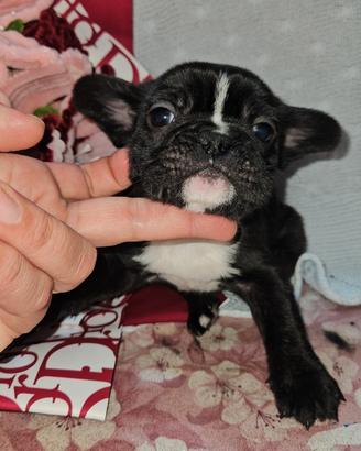 Bulldog francese bringe