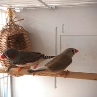 Coppia diamanti mandarini