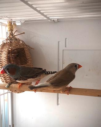 Coppia diamanti mandarini