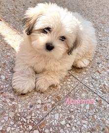 Cuccioli di Bichon Havanese