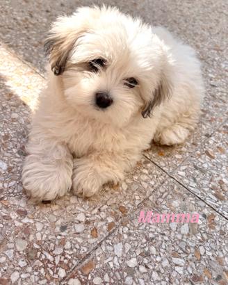 Cuccioli di Bichon Havanese