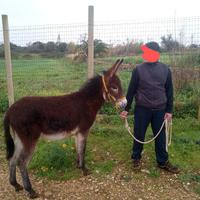 Asinello Ragusano mini