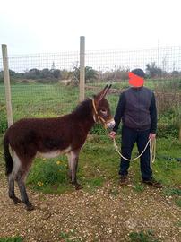 Asinello Ragusano mini