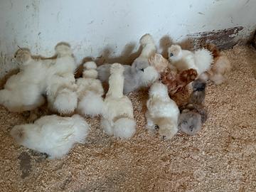 Araucana marans anatre