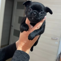 2 Cuccioli di chihuahua
