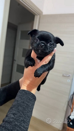2 Cuccioli di chihuahua
