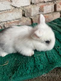 Disponibile cucciolo Mini Lop Broken Blue