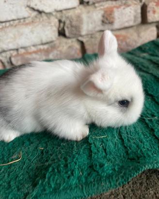Disponibile cucciolo Mini Lop Broken Blue