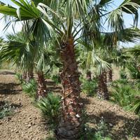 Palme Washingtonia