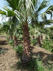 Palme Washingtonia