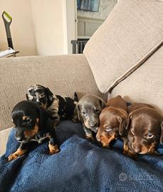 Cuccioli di bassotto maschio e femmina