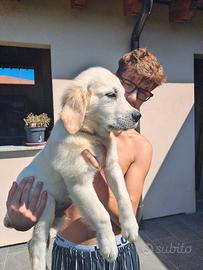 golden retriever
