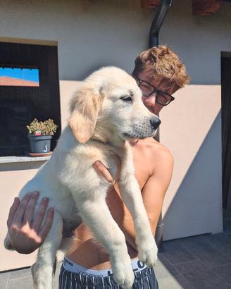 golden retriever