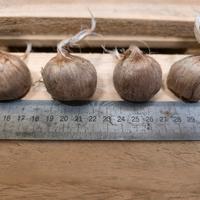 bulbi di zafferano 10+