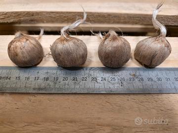 bulbi di zafferano 10+