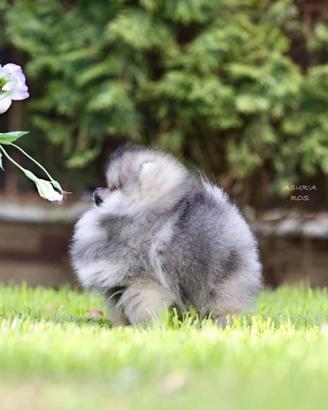 Spitz Di Pomerania Mini 