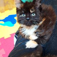 Cucciola Maine Coon con Pedigree