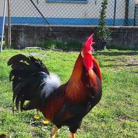 Galline