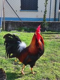 Galline
