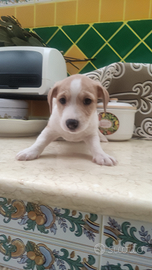 Jack Russell