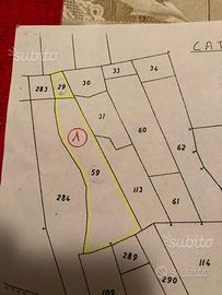 Uliveto e Seminativo