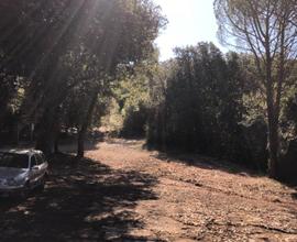 Bosco terreno boschivo in Maremma toscana