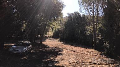 Bosco terreno boschivo in Maremma toscana