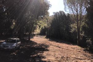 Bosco terreno boschivo in Maremma toscana