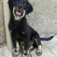 Brunello 3 mesi mix pastore tedesco