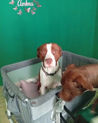 Amstaff femmina di tre anni DOLCISSIMA