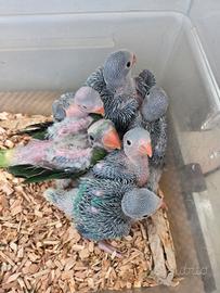 Parrocchetti dal collare