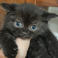 Scottish straight maschietto