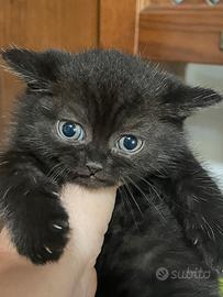 Scottish straight maschietto