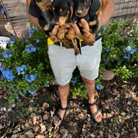 Cucciole di Bassotto Nano