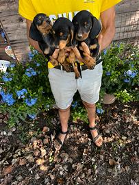 Cucciole di Bassotto Nano