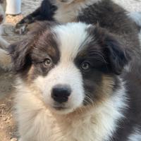 Cucciolo Australian Shepherd pastore australiano