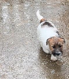 Cucciolo di Jack Russell
