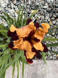 Piante iris
