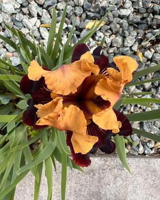 Piante iris